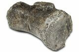Sauropod (Diplodocus?) Distal Caudal Vertebra - Wyoming #377935-2